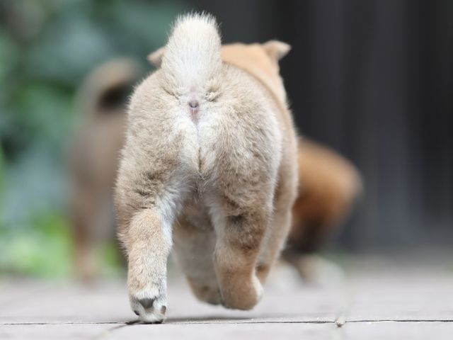 AI5I0462-puppy AI5I0462-puppy