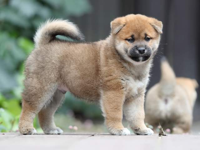 AI5I0470-puppy AI5I0470-puppy
