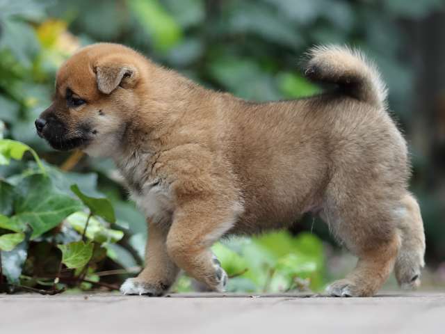 AI5I0500-puppy AI5I0500-puppy