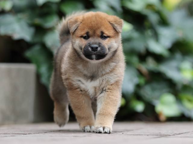 AI5I0516-puppy AI5I0516-puppy