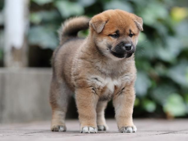 AI5I0533-puppy AI5I0533-puppy