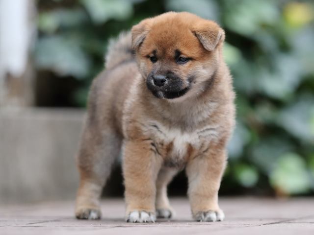 AI5I0539-puppy AI5I0539-puppy