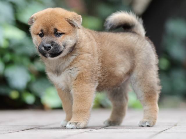 AI5I0625-puppy AI5I0625-puppy