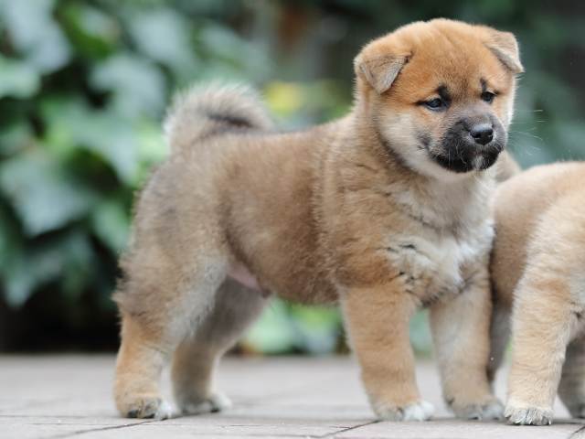 AI5I0674-puppy AI5I0674-puppy