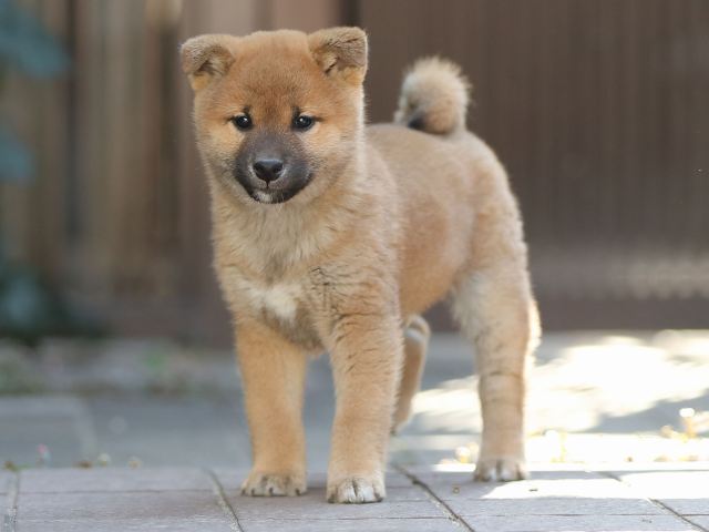 AI5I0683-puppy AI5I0683-puppy