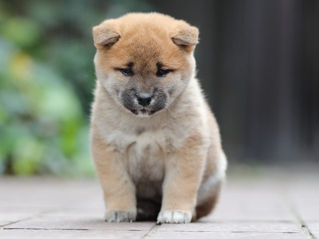 AI5I0695-puppy AI5I0695-puppy
