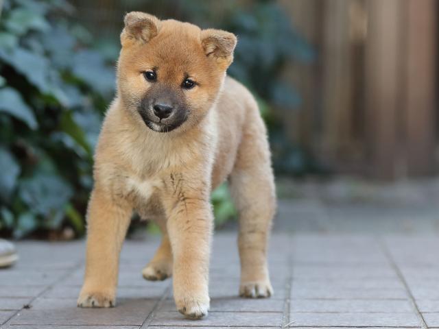 AI5I0700-puppy AI5I0700-puppy