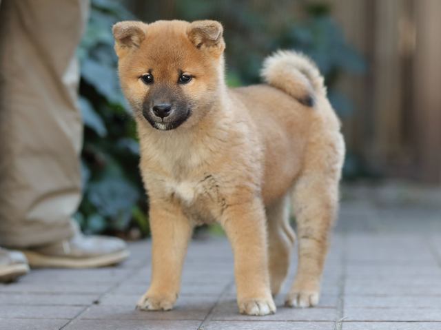 AI5I0710-puppy AI5I0710-puppy