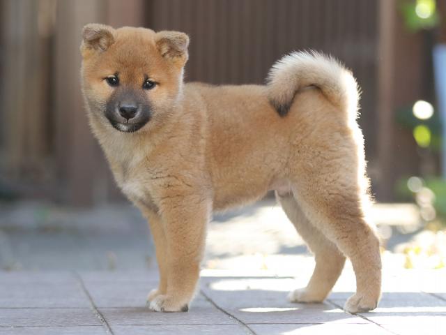 AI5I0719-puppy AI5I0719-puppy
