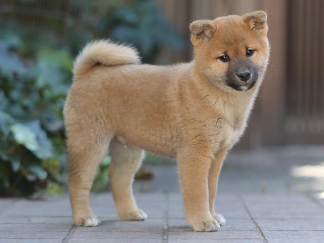 AI5I0729-puppy AI5I0729-puppy