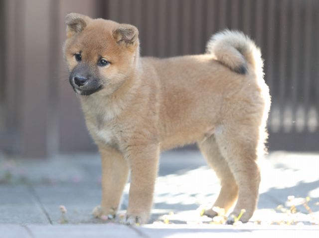 AI5I0747-puppy AI5I0747-puppy