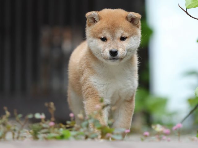 AI5I0749-puppy AI5I0749-puppy