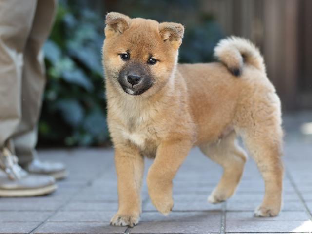 AI5I0767-puppy AI5I0767-puppy