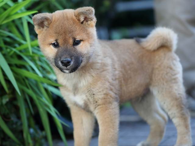 AI5I0792-puppy AI5I0792-puppy