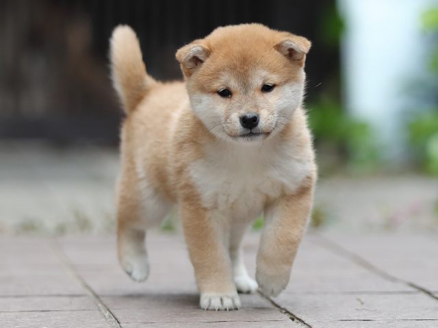 AI5I0792-puppy AI5I0792-puppy