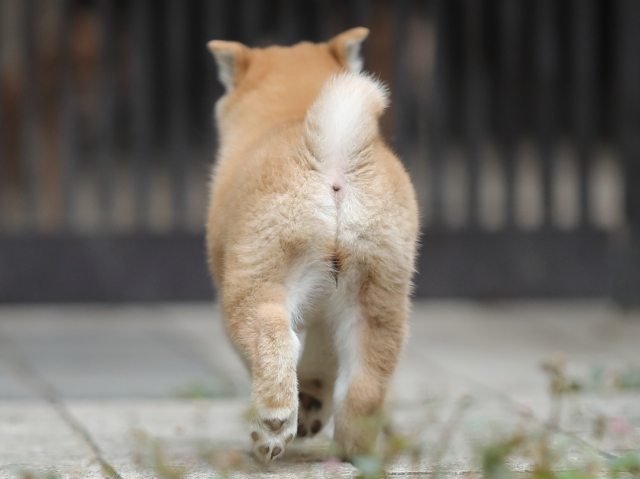 AI5I0823-puppy AI5I0823-puppy