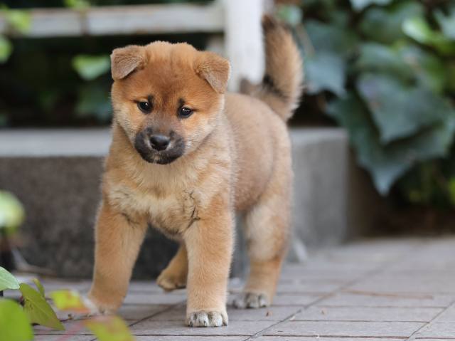 AI5I0824-puppy AI5I0824-puppy