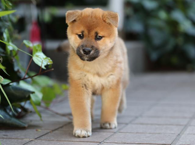 AI5I0838-puppy AI5I0838-puppy
