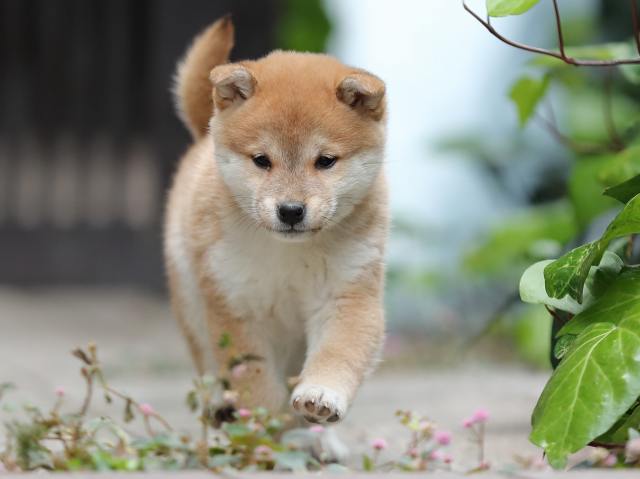AI5I0839-puppy AI5I0839-puppy