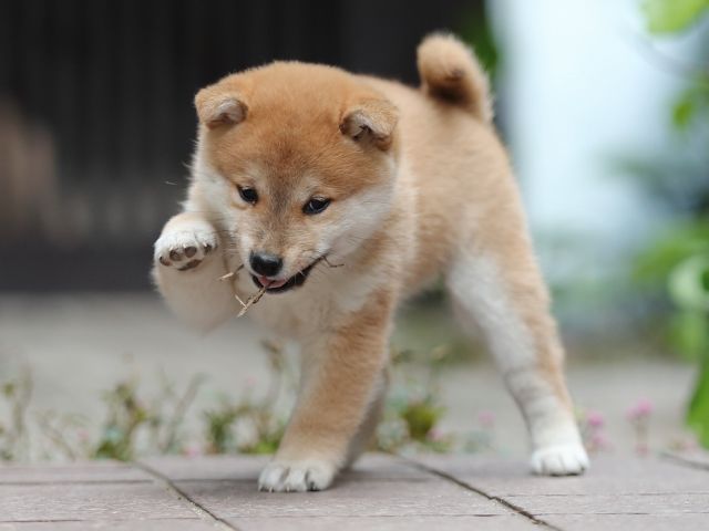 AI5I0849-puppy AI5I0849-puppy