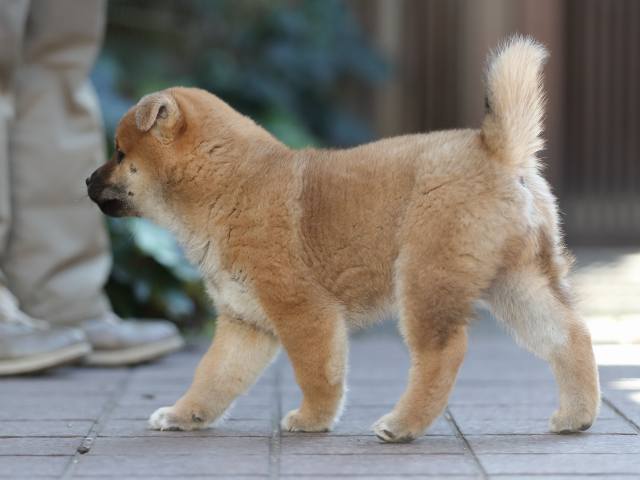 AI5I0854-puppy AI5I0854-puppy