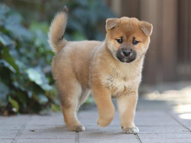 AI5I0859-puppy AI5I0859-puppy