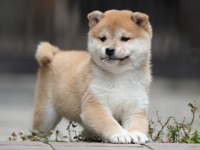 AI5I0868-puppy AI5I0868-puppy
