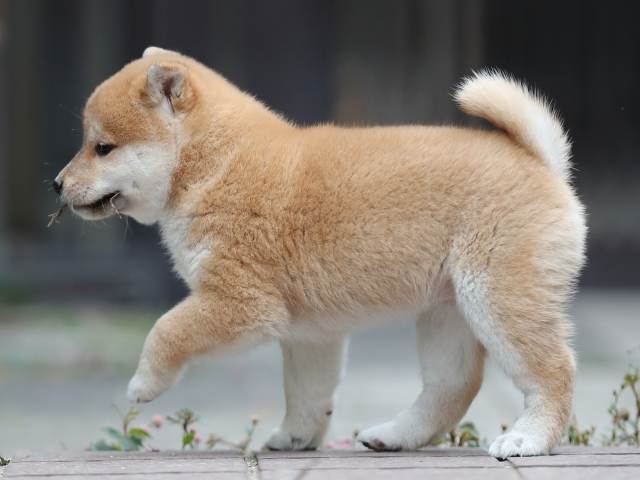 AI5I0878-puppy AI5I0878-puppy