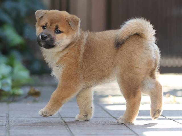 AI5I0922-puppy AI5I0922-puppy