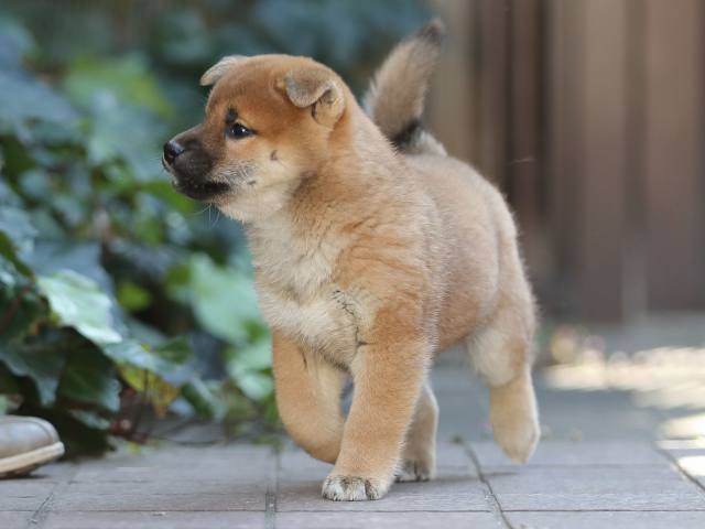 AI5I0976-puppy AI5I0976-puppy