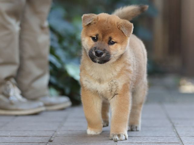 AI5I0983-puppy AI5I0983-puppy