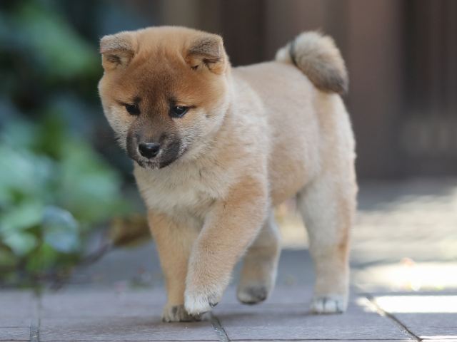 AI5I1021-puppy AI5I1021-puppy