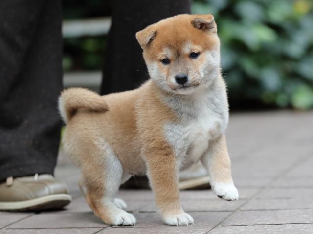 AI5I1024-puppy AI5I1024-puppy