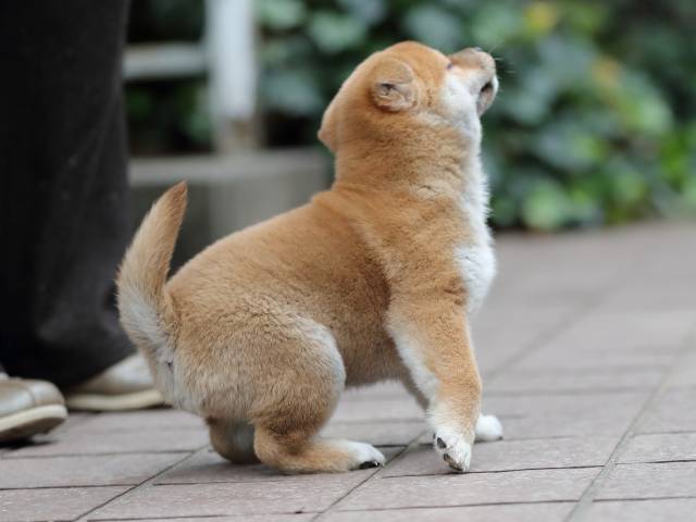 AI5I1031-puppy AI5I1031-puppy