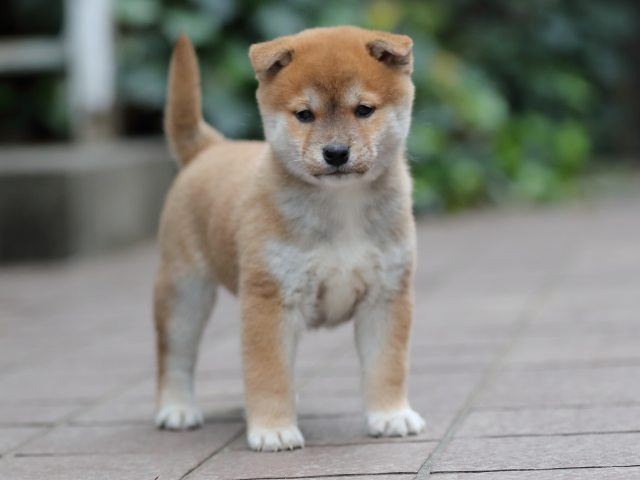 AI5I1051-puppy AI5I1051-puppy