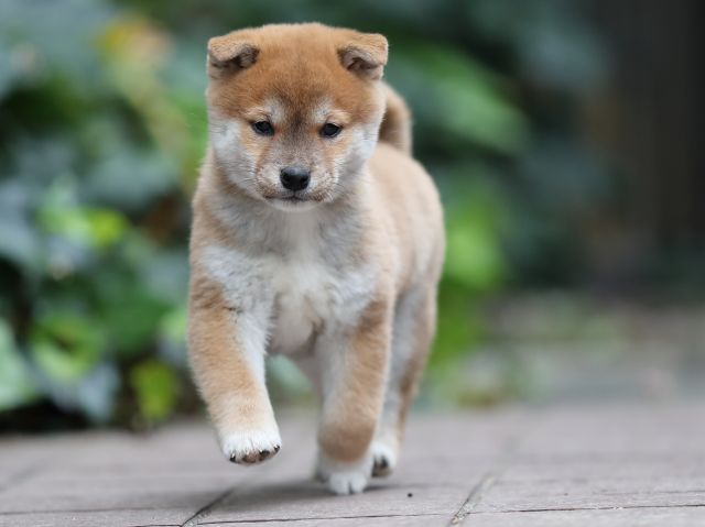AI5I1060-puppy AI5I1060-puppy