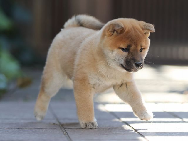 AI5I1061-puppy AI5I1061-puppy