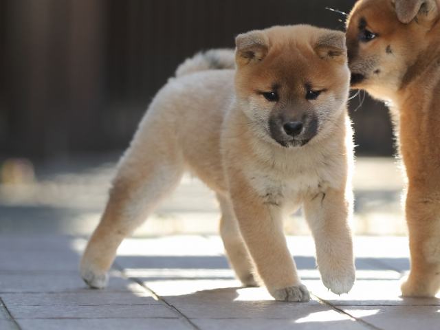AI5I1065-puppy AI5I1065-puppy