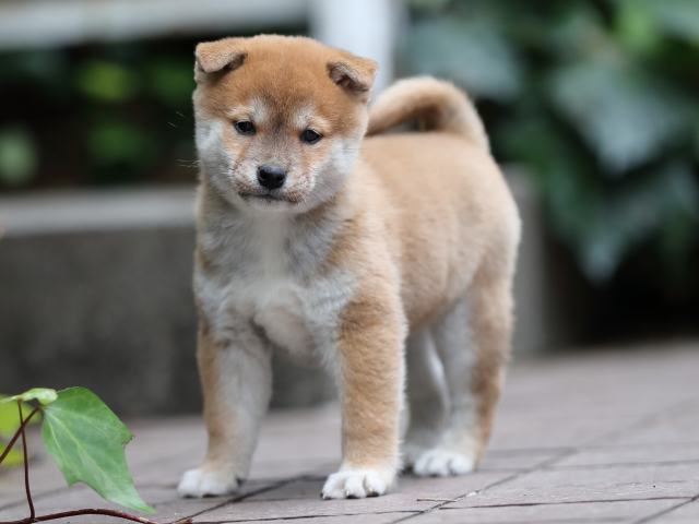 AI5I1093-puppy AI5I1093-puppy