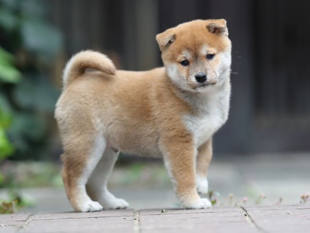 AI5I1105-puppy AI5I1105-puppy