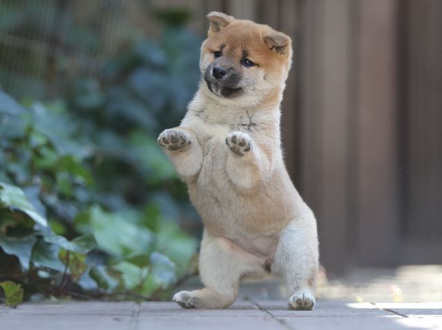 AI5I1114-puppy AI5I1114-puppy