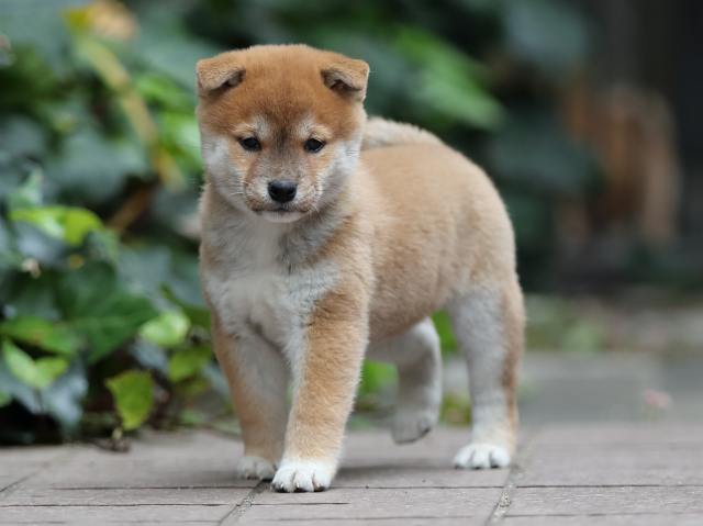 AI5I1129-puppy AI5I1129-puppy