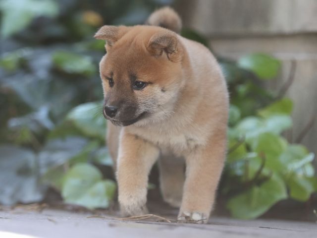 AI5I1137-puppy AI5I1137-puppy