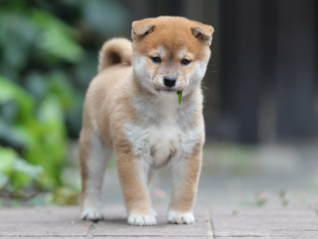 AI5I1158-puppy AI5I1158-puppy