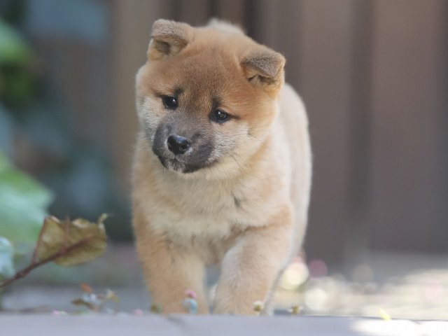 AI5I1170-puppy AI5I1170-puppy