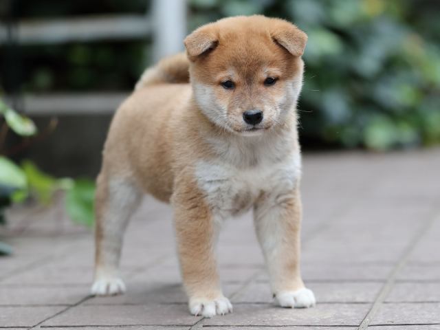 AI5I1189-puppy AI5I1189-puppy