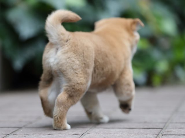 AI5I1201-puppy AI5I1201-puppy