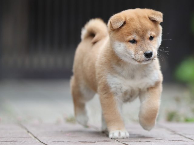 AI5I1256-puppy AI5I1256-puppy