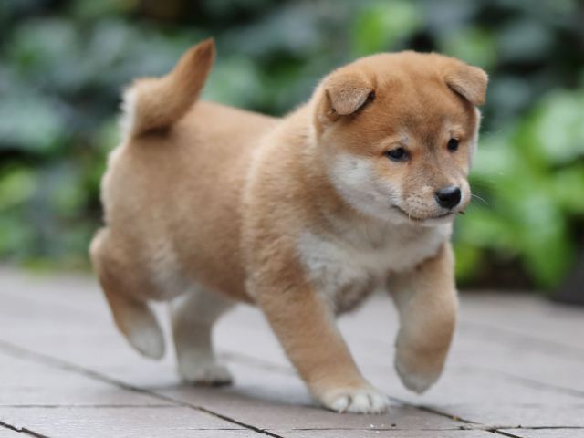 AI5I1277-puppy AI5I1277-puppy