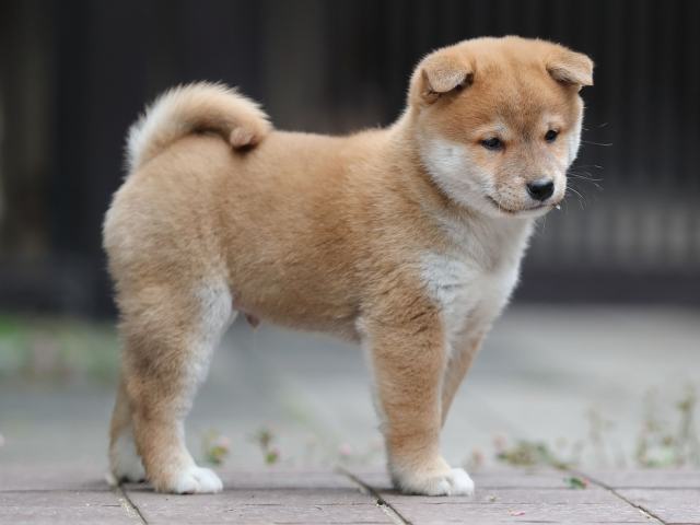 AI5I1333-puppy AI5I1333-puppy